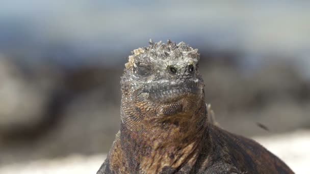 Vue Iguana Reposant Prenant Bain Soleil — Video