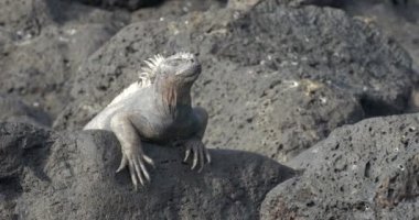 Dinlenme ve güneşlenme alarak Iguana görünümünü