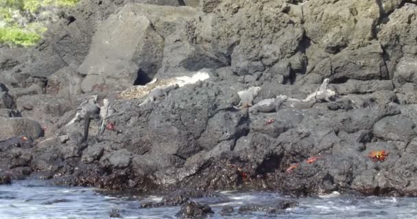 Vista Iguanas Descansando Tomando Sol — Vídeo de stock