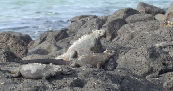 Vista Iguanas Descansando Tomando Sol — Vídeos de Stock