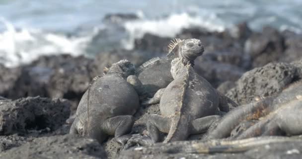 Vue Iguanas Reposant Prenant Bain Soleil — Video