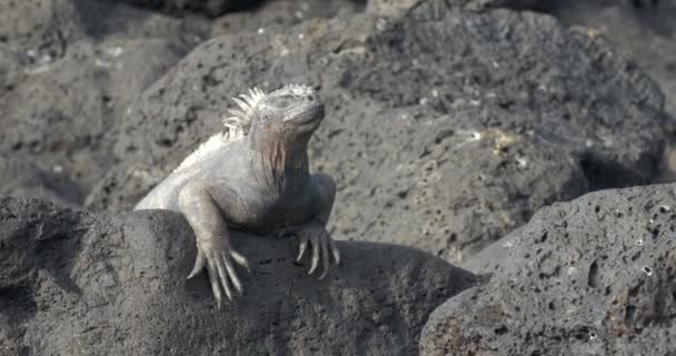 Vue Iguana Reposant Prenant Bain Soleil — Video