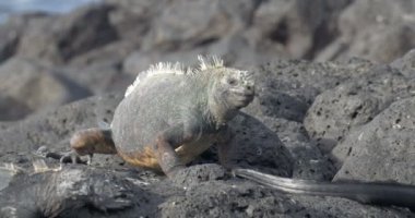 Dinlenme ve güneşlenme alarak Iguanas görünümünü