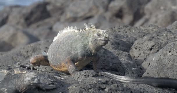 Vista Iguanas Descansando Tomando Banho Sol — Vídeo de Stock