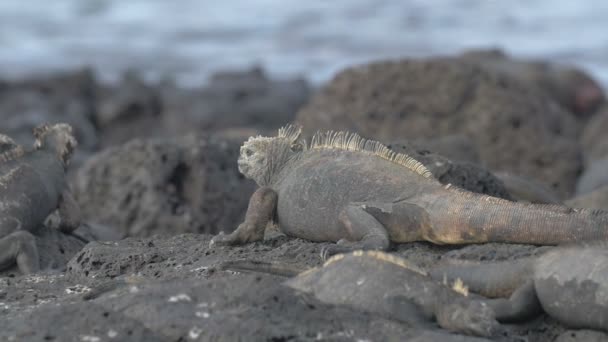 View Iguana Resting Taking Sunbath — Stock Video