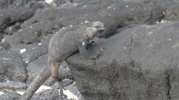 イグアナは 岩だらけの地面の上を歩いての表示を閉じる — ストック動画