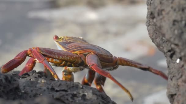 Vue Rapprochée Crabe Des Galapagos Marchant Sur Rocher — Video