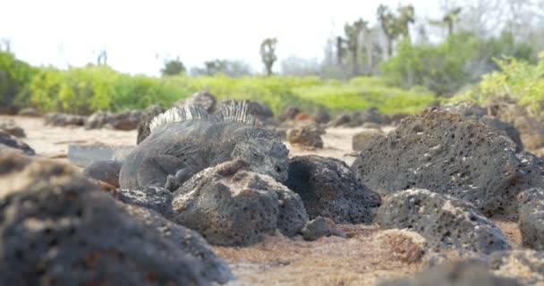 Dinlenme Güneşlenme Alarak Iguana Görünümünü — Stok video