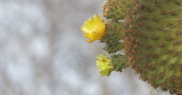 Close View Prickly Pear Flowers Galapagos Islands — Stock Video