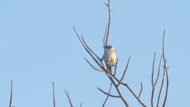 Cristobal Mockingbird Sitting Dry Tree Branch — Stock Video