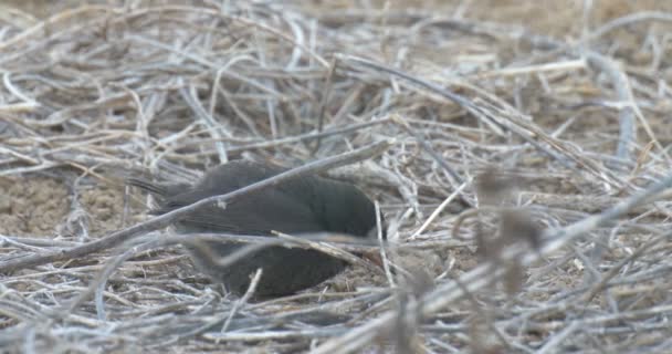 갈라파고스 비둘기 지상에의 — 비디오