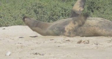 Galapagos deniz aslanı plajda güneş ışığı altında istirahat