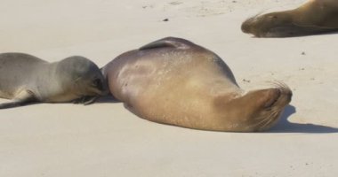 Galapagos deniz aslan kolonisi kumsalda uyuyor