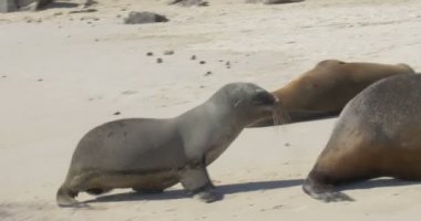 Galapagos deniz aslan kolonisi kumsalda uyuyor