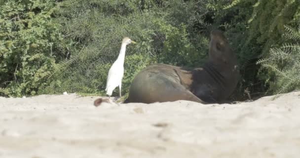 在阳光下栖息在海滩上的加拉帕戈斯海狮 — 图库视频影像