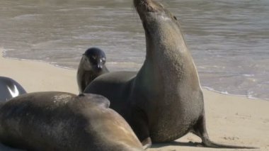 Galapagos deniz aslan kolonisi kumsalda uyuyor