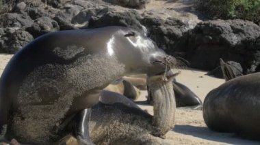 Galapagos deniz aslan kolonisi kumsalda uyuyor