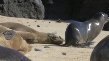 Galapagos deniz aslan kolonisi kumsalda uyuyor