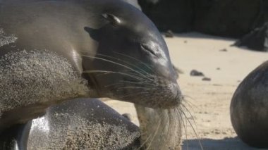 Galapagos deniz aslan kolonisi kumsalda uyuyor