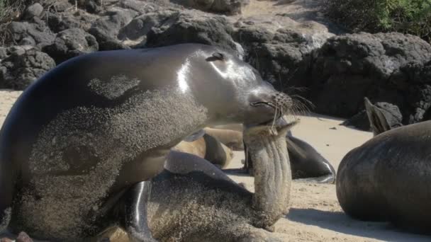 Galapagos Sea Lion Colony Sleeping Beach — Stock Video