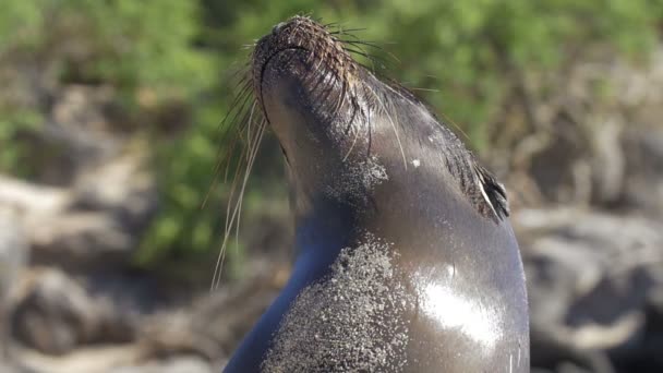 Galapagos Sea Lion Appoggiato Sulla Spiaggia Sotto Luce Del Sole — Video Stock