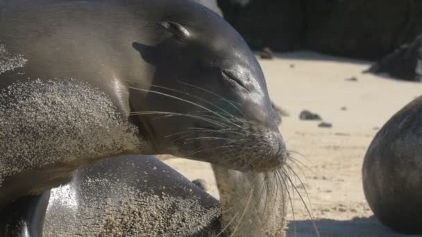 Galapagos Seelöwenkolonie Schläft Strand — Stockvideo