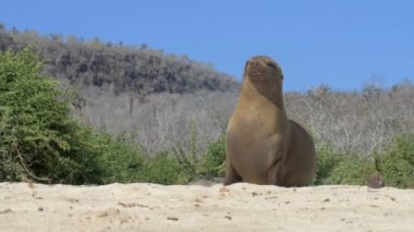 Galapagos deniz aslanı plajda güneş ışığı altında istirahat