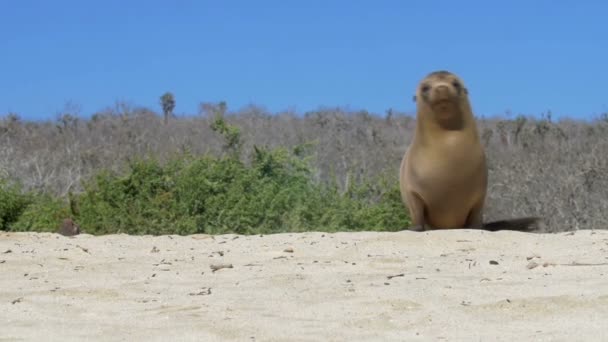 日光の下でビーチで休んでガラパゴス アシカ — ストック動画