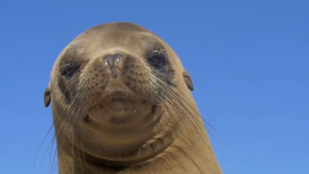 Galapagos Sea Lion Vilar Stranden Solljus — Stockvideo