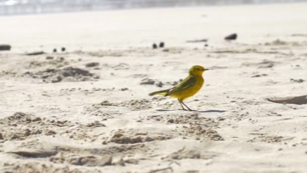 Amarelo Warbler Andando Praia Areia — Vídeo de Stock