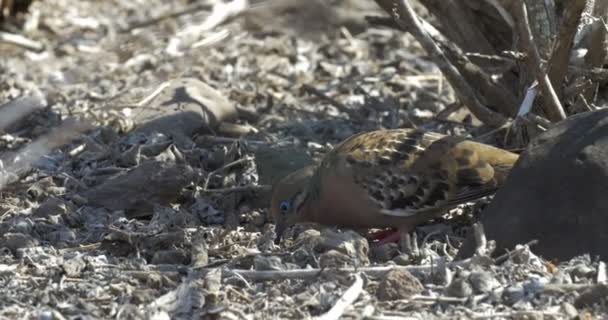 Blick Auf Galapagos Tauben Die Sich Boden Ernähren — Stockvideo
