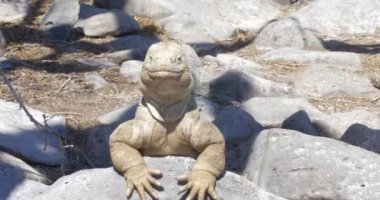 Dinlenme ve güneşlenme alarak Iguana görünümünü