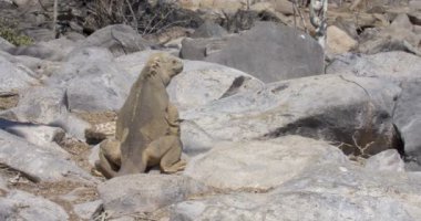 Dinlenme ve güneşlenme alarak Iguana görünümünü