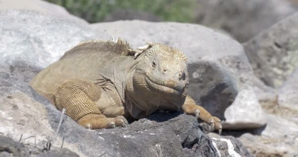 Dinlenme Güneşlenme Alarak Iguana Görünümünü — Stok video