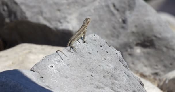 Small Lizard Taking Sunbath Rock — Stock Video