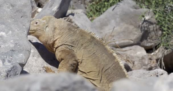 Stäng Leguan Stenig Mark — Stockvideo