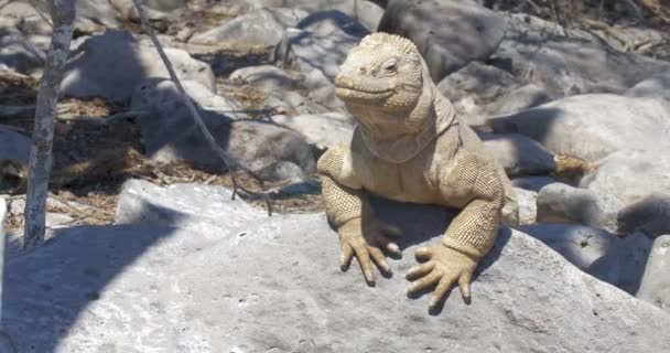 Vue Iguana Reposant Prenant Bain Soleil — Video