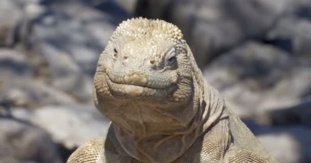 Dinlenme Güneşlenme Alarak Iguana Görünümünü — Stok video