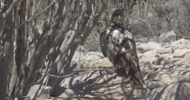 加拉帕戈斯鹰在树枝间休息 — 图库视频影像