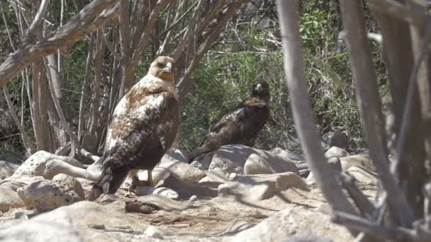 Galapagos Falken Ruhen Zwischen Ästen — Stockvideo