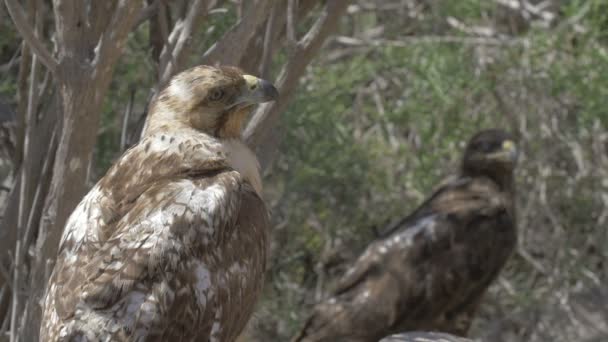 Galápagos Falcões Descansando Entre Ramos — Vídeo de Stock