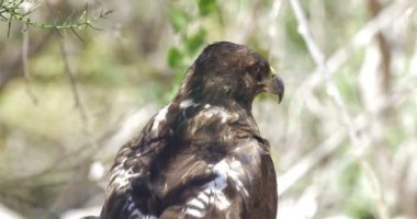Galapagos Hawk dalları arasında dinleniyor.