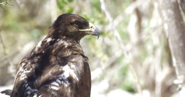 Galapagos Hawk Vila Mellan Grenar — Stockvideo