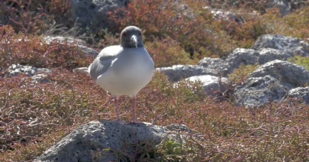 Blick Auf Schwalbenschwanzmöwe Die Auf Felsen Steht — Stockvideo