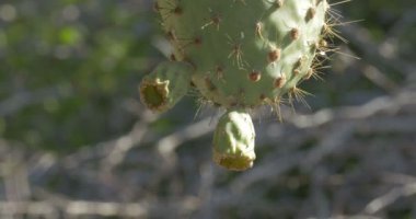 Dikenli armut çiçekler, Galapagos Adaları görünümünü kapat 