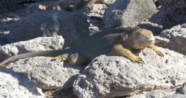 Dinlenme ve güneşlenme alarak Iguana görünümünü
