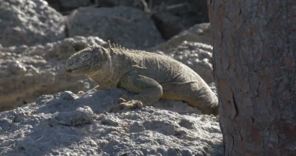 Widok Iguana Odpoczynku Biorąc Opalać — Wideo stockowe