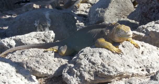 View Iguana Resting Taking Sunbath — Stock Video