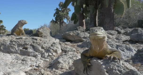 Dinlenme Güneşlenme Alarak Iguanas Görünümünü — Stok video