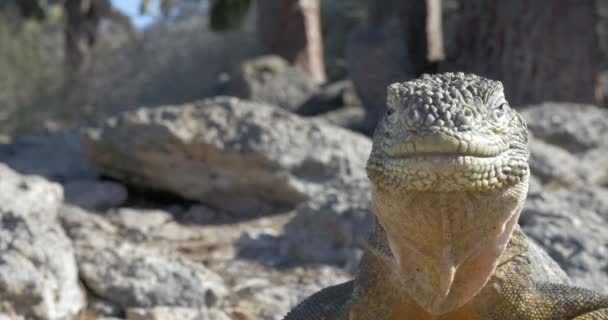 Dinlenme Güneşlenme Alarak Iguana Görünümünü — Stok video